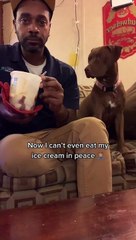 Dog Tries to Hide Desire for Ice Cream