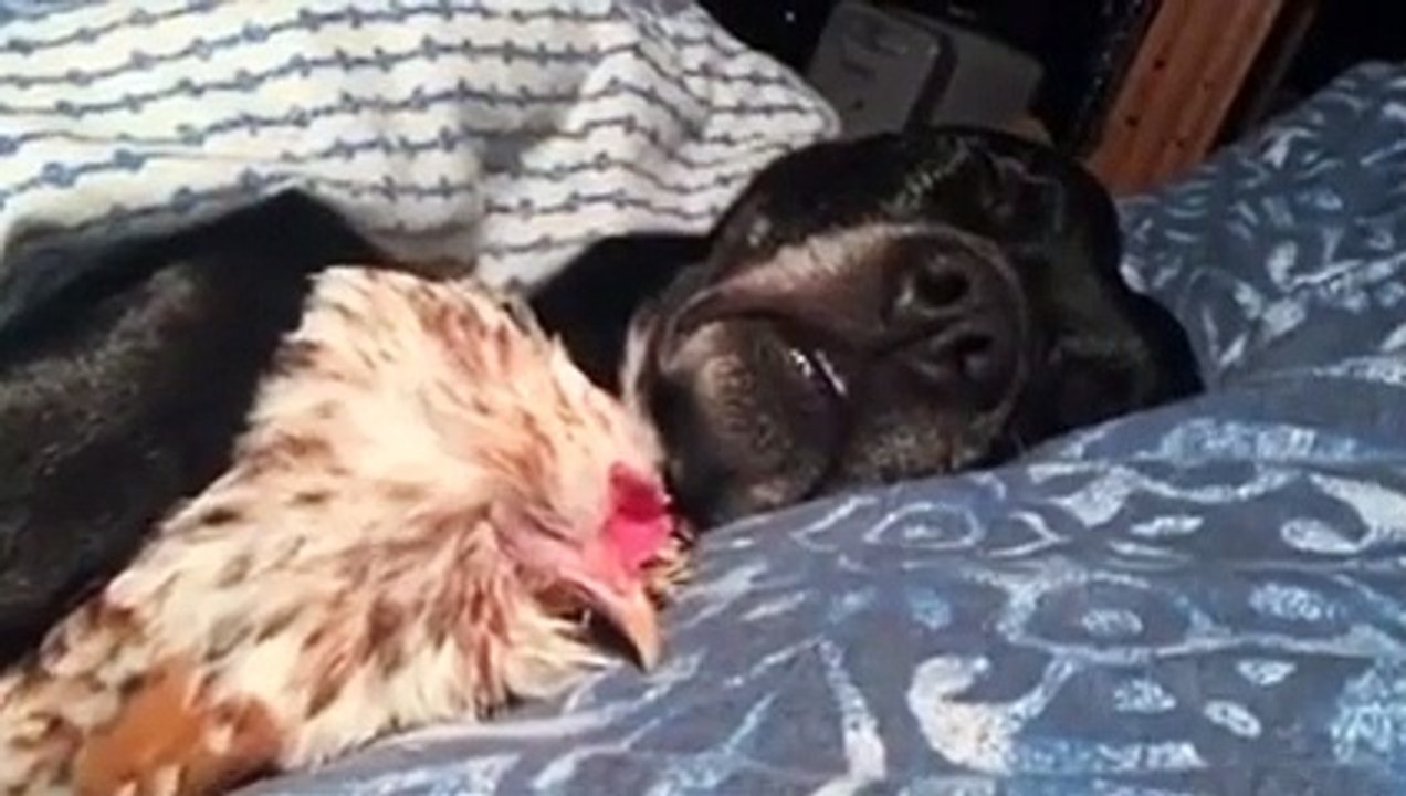 Galinha e cão aconchegados