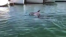 golfinhos em cascais 2