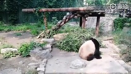 Turistas atiram pedras a panda gigante para o acordar em Zoo de Pequim