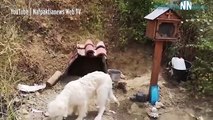 Cão recusa-se a sair do local onde o dono morreu... há 18 meses