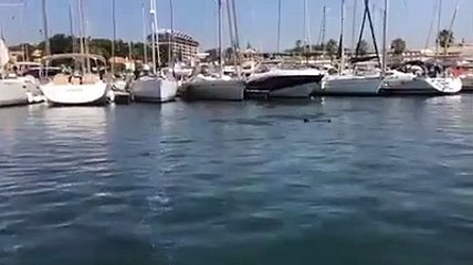 golfinhos em cascais