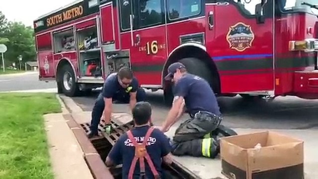 Bombeiros usam sons de patos para resgatar patinhos