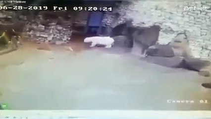 Funcionário do zoo de Moscovo defende-se de urso polar com pá e vassoura