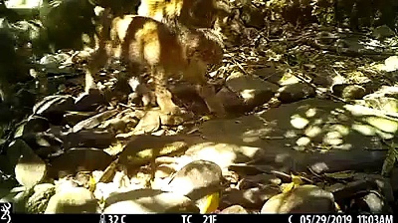 Lince ibérico, crias