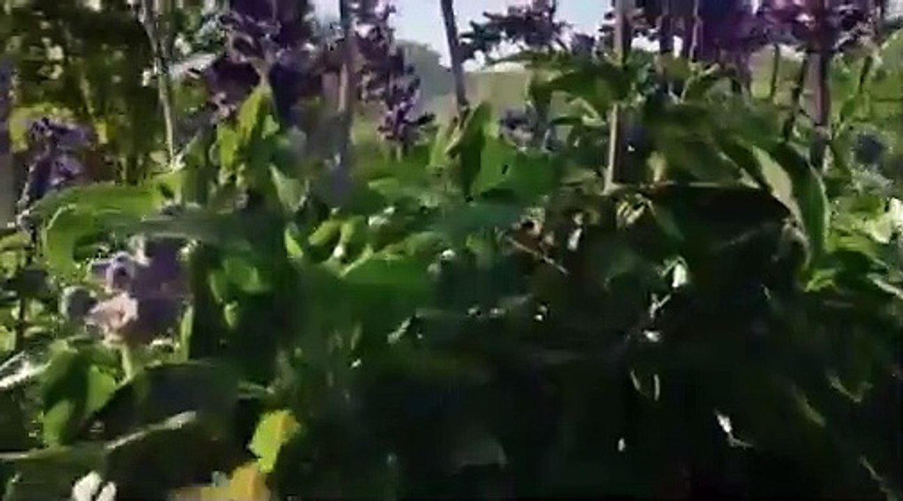 MMA