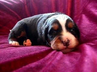 Notre petite au collier rouge et jaune âgé de 2 semaines !