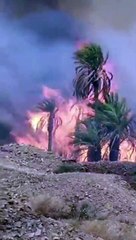 النيران تلتهم واحة مغربية‎‎