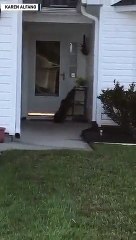 jacare a tocar à campainha