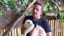 Türkiye'de doğan ilk beyaz aslan