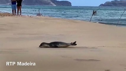 Lobo-marinho Porto Santo