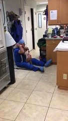 Cão gravemente ferido não esconde alegria de reencontrar homem que o salvou