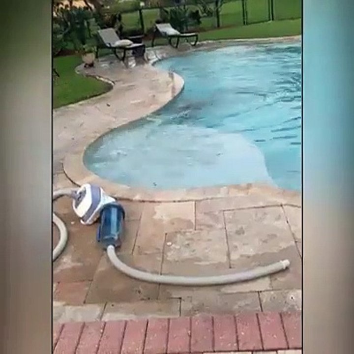 Jacaré na piscina na Flórida