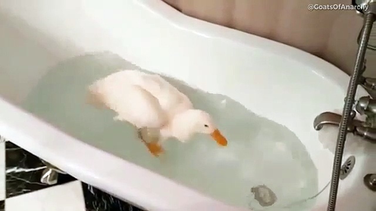 Pato com deficiência consegue andar graças cadeira de rodas diferente