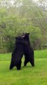 Homem encontra dois ursos a lutar no seu quintal em New Jersey
