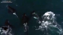 Avistamento raro de orcas Califórnia