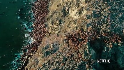 "O Nosso Planeta". A cena mais chocante do documentário da Netflix