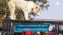 Joven muere tras ser atacada por un tigre en un safari