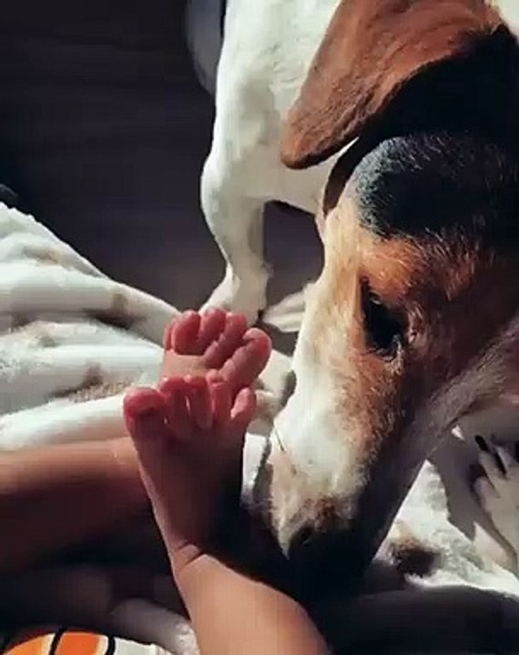 Vídeo: Cadela de Rita Pereira "mima" Lonô com lambidelas nos pés
