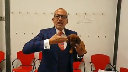Manuel Luís Goucha leva nova "cãopanheira" ao programa "Você na TV"