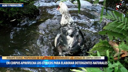 Una reserva en Corpus aprovecha los cítricos para elaborar detergentes naturales