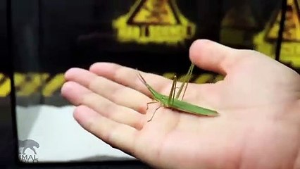 شاهد معركه حقيقيه بين فرس النبي والعقرب