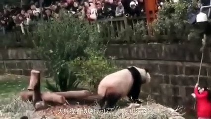 Momento em que menina cai dentro da jaula dos pandas na China