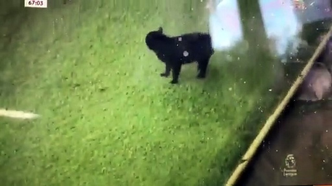 Invasão de gato em campo