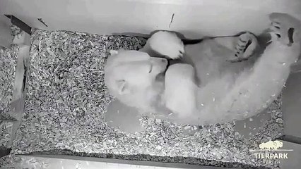 Zoo de Berlin revela ao mundo a nova cria