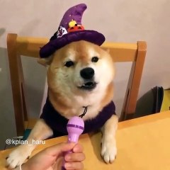 Cão canta parabéns