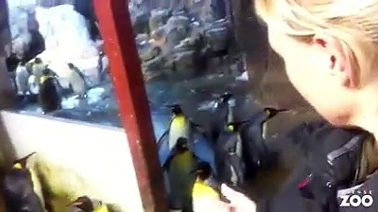 Casal de pinguins rapta cria a pais em jardim zoológico da Dinamarca