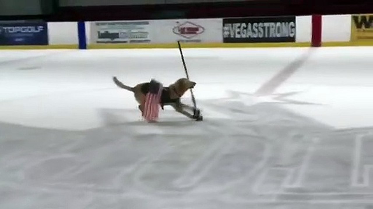 Benny, o cão patinador