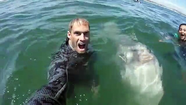 Mergulhadores tiram selfie com peixe-lua na Cidade do Cabo