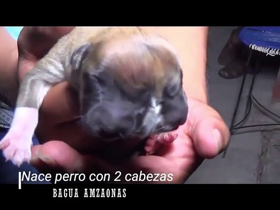 Cão com duas cabeças. Aconteceu no Peru