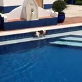 Manuel Luís Goucha partilha vídeo do seu cão na piscina do seu monte