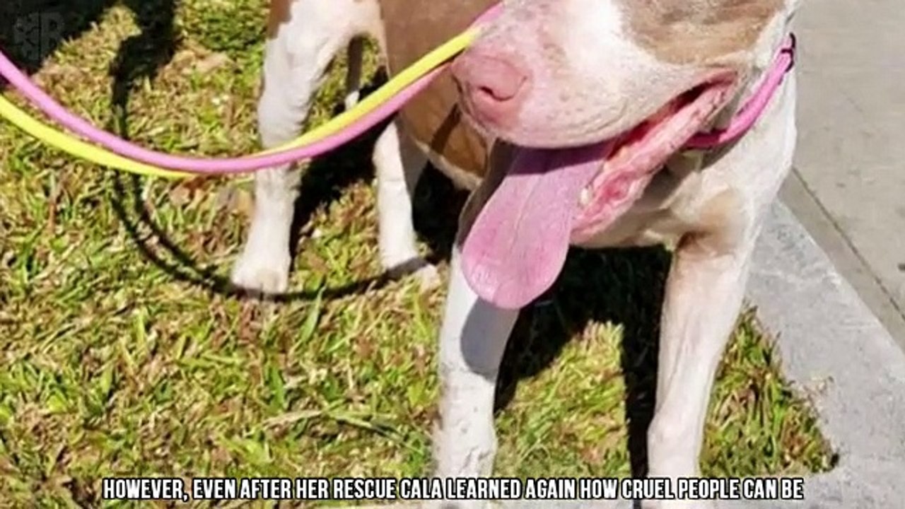 Cadela resgatada após anos de tortura
