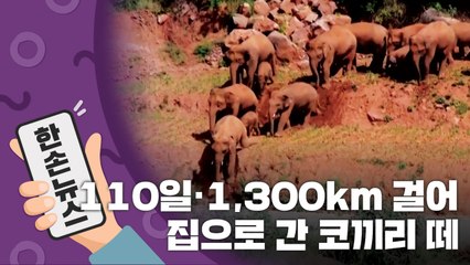 [15초뉴스] 110일 동안 1,300km 걸어 다시 집으로 간 코끼리 떼 / YTN