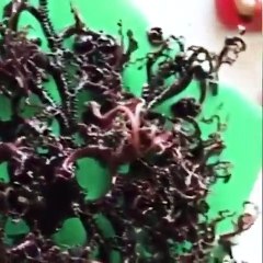 Estranha criatura surge no Vietname. Animal ou planta?