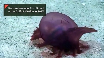 Monstro marinho Antártica