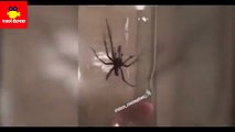Quase nu, Orlando Bloom mostra aranha que apanhou na sua casa de banho