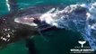 Golfinhos protegem baleia e cria atacadas no mar na Austrália