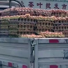 Pintainhos nascem em camião de transporte de ovos na China