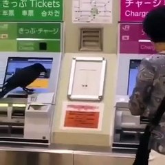 Estará este corvo a tentar comprar um bilhete de comboio?