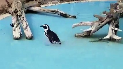 Pinguim persegue borboleta