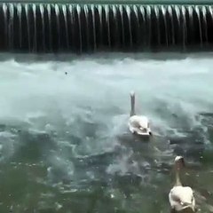Homem salva cisne bebé de se afogar. Veja o momento