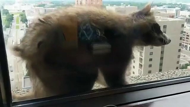 Guaxinim resgatado depois de longa escalada de arranha-céus no Minnesota