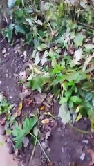 Depois de estar em dificuldades preguiça despediu-se dos seus ajudantes