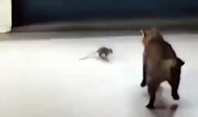 Verdadeiro Tom e Jerry... e quem ganhou neste caso também foi o rato