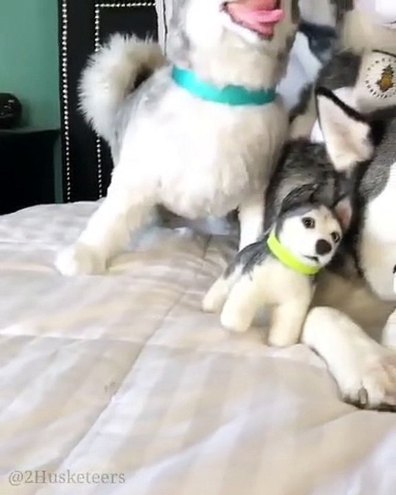 Huskies