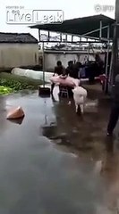 Porco salva amigo da matança